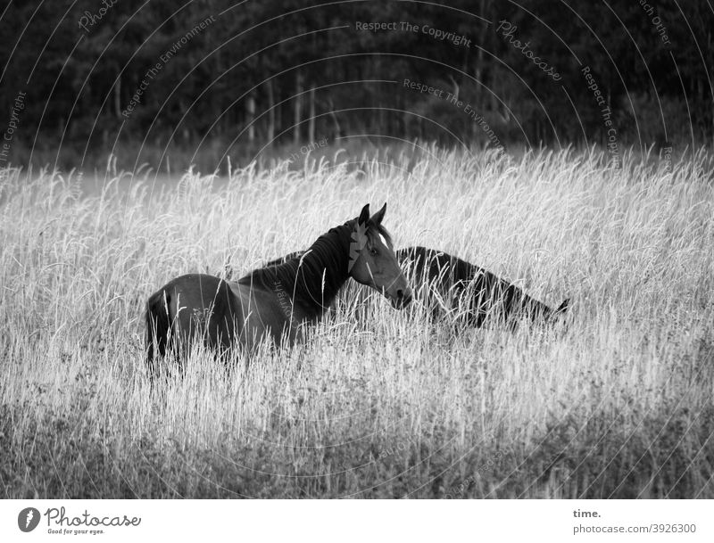 keep a lookout Horse horses 2 Meadow tall grass Grass Willow tree Forest Edge of the forest observantly cautious peril graze mare four-legged friends Animal