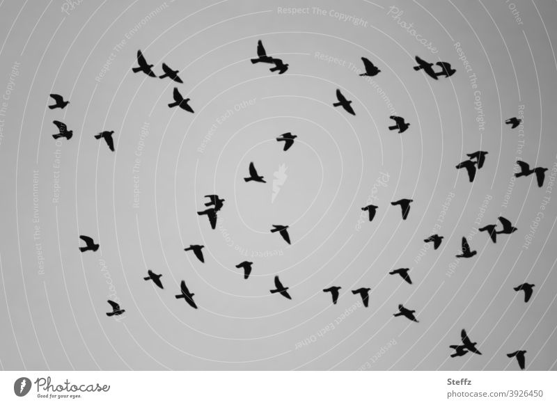 2021 | be free and fly birds Flock of birds Flight of the birds flying birds birdwatching Winter Melancholy Flying Freedom at the same time winter grey