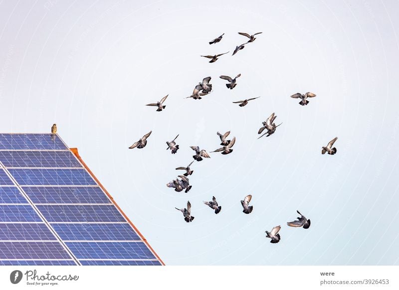 a flock of flying pigeons in front of a roof with solar panels on which a hawk is sitting Buteo animal animal themes animal wildlife animals in the wild