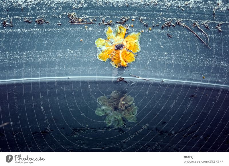 dead | the black-eyed Susanne still had a second life at the edge of the rain barrel and looked at her reflection in the water. Black-eyed susan Change Stick