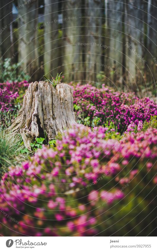 An old tree stump in the middle of a pink sea of flowers Tree Tree trunk Tree stump ornamental Flower meadow Flower field Garden Park Blossom naturally pretty