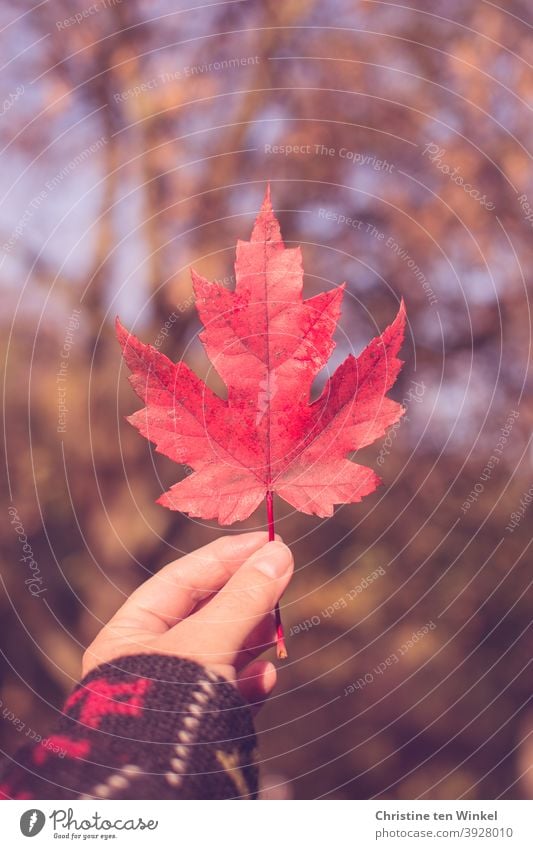 Hand holding up red autumnal maple leaf.... Background with dappled sunlight and bokeh Maple leaf Red Maple tree Leaf Uphold Autumn Indicate speckled light