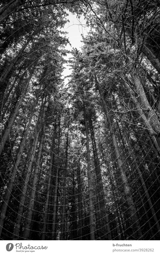 can't see the forest for the trees or something. Forest Black & white photo Tree Nature Landscape Environment Deserted Exterior shot Autumn Plant Day naturally