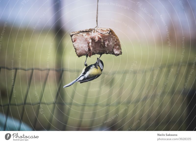 great tit eating bacon in winter garden. Upside down. - a Royalty