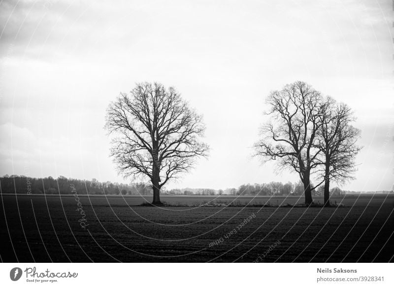 three trees on meadow at misty sunset in black and white. Winter in Latvia. Oaks without leaves Landscape panorama sunrise landscapes autumn panoramic fall