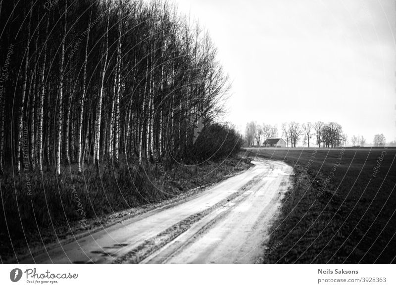 country pathway leading to farmstead on field. birch forest near road. Latvian landscape in December. house messuage Birch tree gravel road dirt road travel
