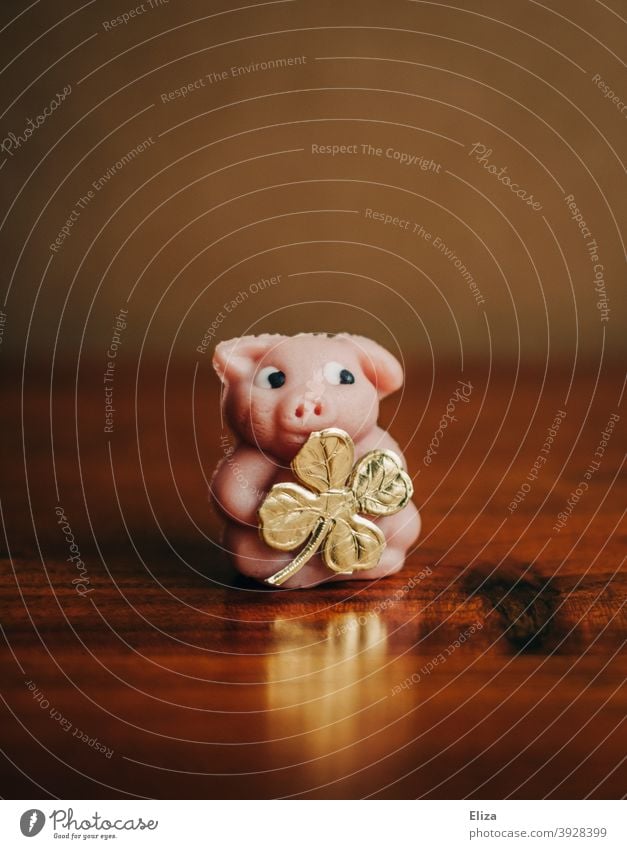 Lucky pig with golden four-leaf clover as a lucky charm for New Year's Eve. Good luck charm Swine Rabbit's foot symbol Happy new year Cloverleaf