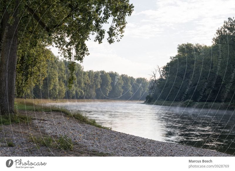 Isar Backwater Aue Rich pasture forest Isar waste water Nature reserve Summer softwood flood plane ancient trees bushes River Green Gravel gravel beds