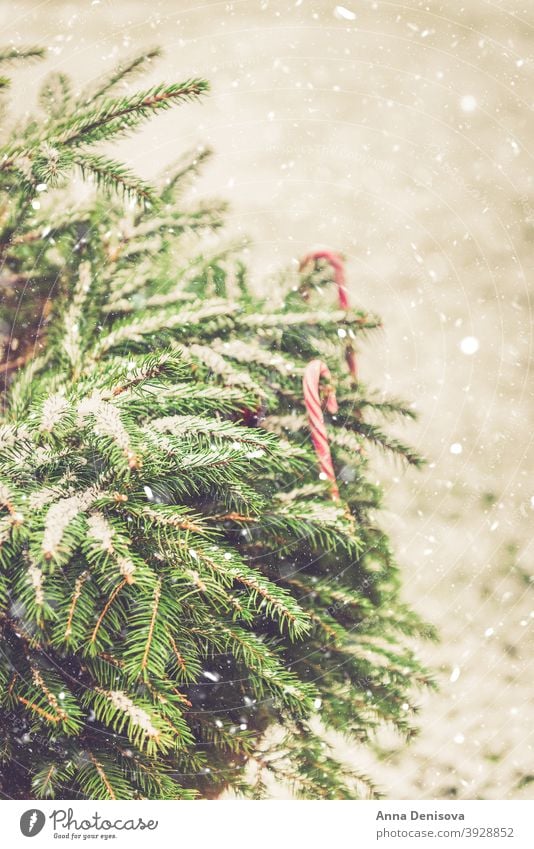 Natural fir tree brunches covered with snow, Christmas concept - a Royalty  Free Stock Photo from Photocase