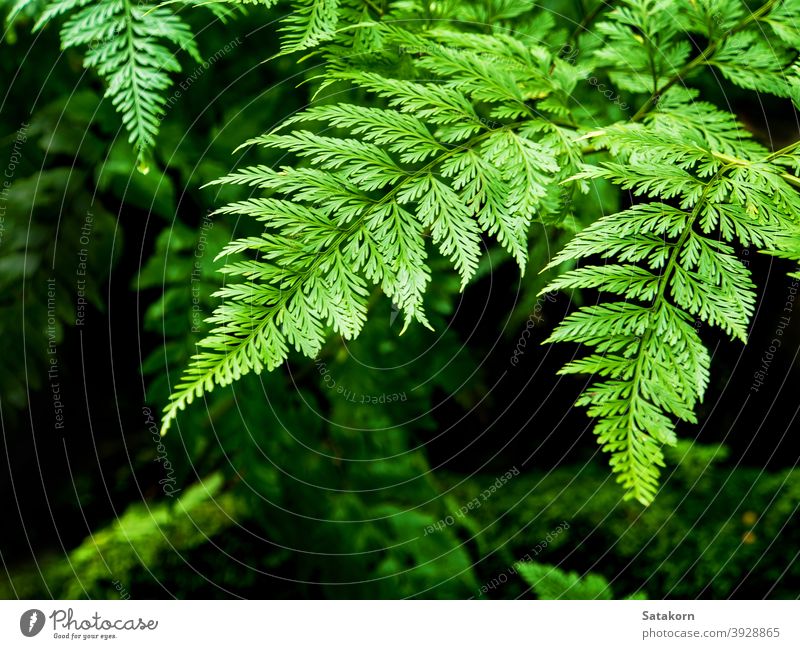 Freshness fern leaves with moss and algae in the tropical garden green moist wet dew nature fresh macro forest drop lush beauty season park environment stone