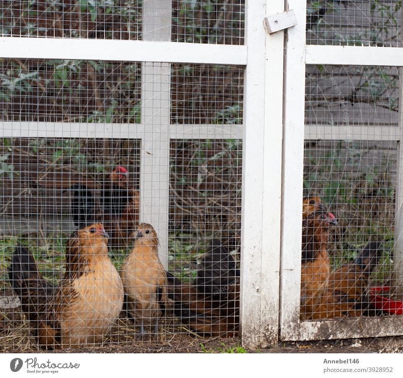 Brown ornamental chickens in cage, fancy appearance in backyard close-up animal breed pet feathers bird poultry plumage domestic hen white black pets cock farm