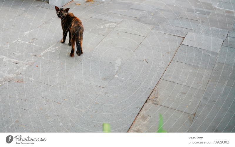 cat looking back at camera Looking Looking into the camera Watchfulness Observe background Copy Space Spotted spot Stripe Animal face Curiosity 1 Cat