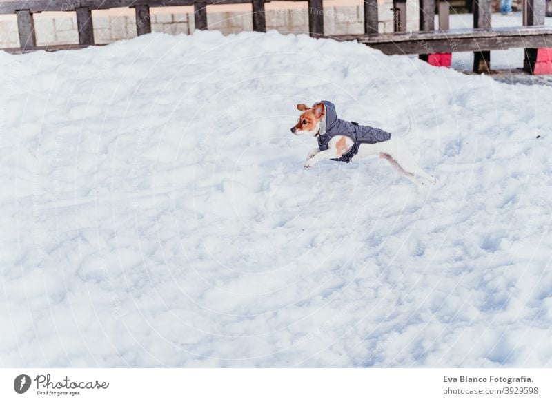 portrait outdoors of a beautiful jack russell dog at the snow wearing grey coat. winter season playing playful cute small sunny mountain cold frosty wintery