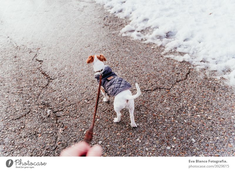 unrecognizable woman walking outdoors with dog in the snow wearing coat. Winter season owner mountain travel winter lifestyle wanderlust traveling fun cold