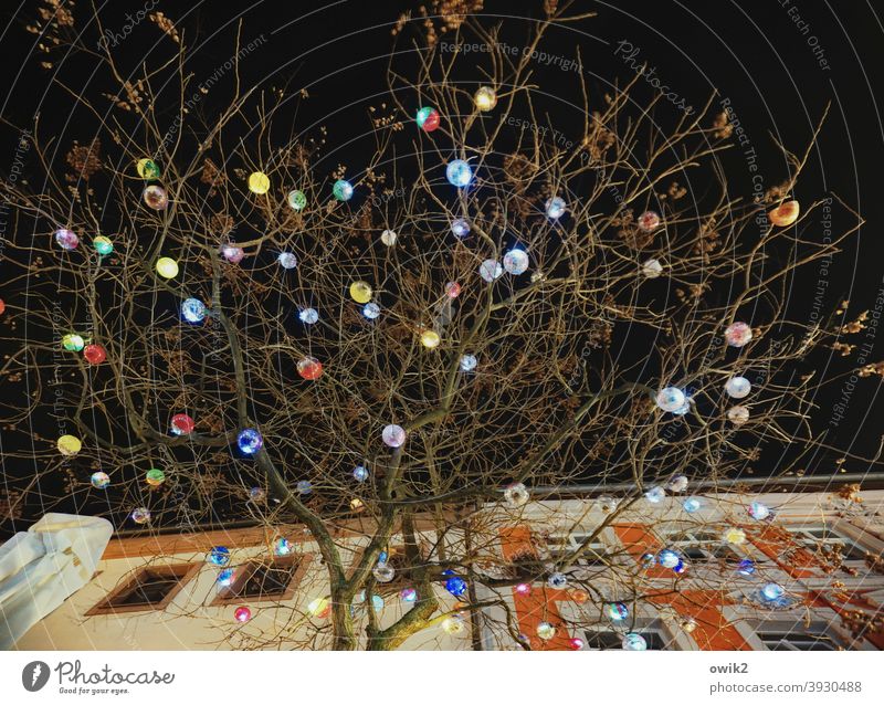 Christmas tree Above Dark Tree Twigs and branches Night sky Hang Plastic Colour photo Detail Structures and shapes Exterior shot Christmas & Advent