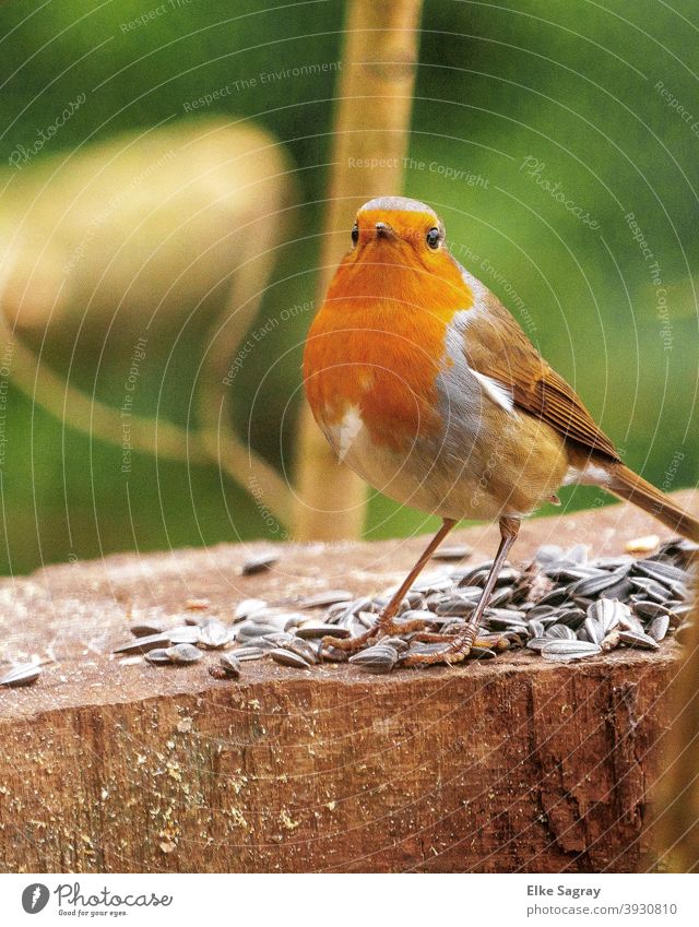 Redbreast Secures Feeding Place For Her... Robin redbreast Bird Exterior shot Deserted Sit Animal Nature Wild animal Shallow depth of field