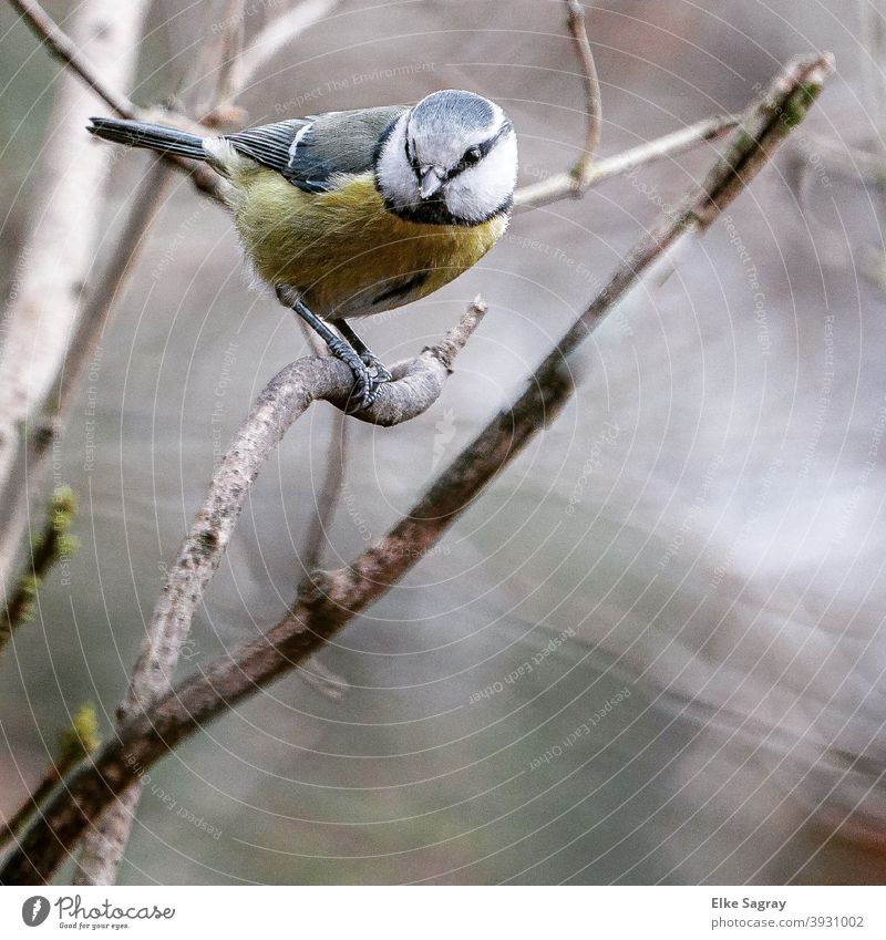 Blue tit in December - in front of blurred background Tit mouse Bird Colour photo Animal portrait Deserted Exterior shot Day Feather Close-up
