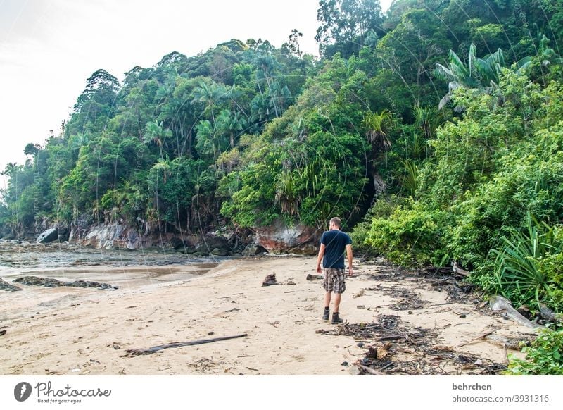 In the rainforest Wanderlust Tree Virgin forest Malaya Vacation & Travel Landscape Green Environmental protection Far-off places Climate Climate change Plant