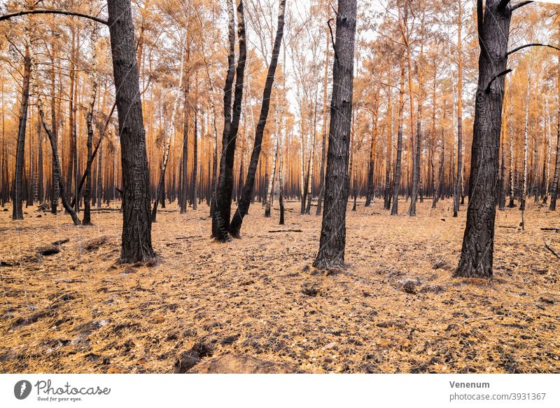 July 16 2019 , Forest after the fire from the 08.06.2019 in the vicinity of Jüterbog and Luckenwalde forest floor burned summer forest fire tree trees