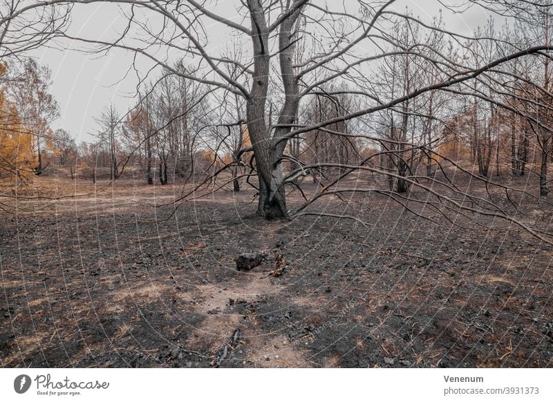 July 16, 2019 , forest after the fire of 08.06.2019 near Jüterbog and Luckenwalde. Forest Woodground Burnt Summer Forest fire Tree trees Dead trees charred
