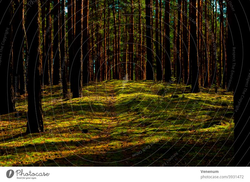 Animal Path In A Pine Forest A Royalty Free Stock Photo From Photocase