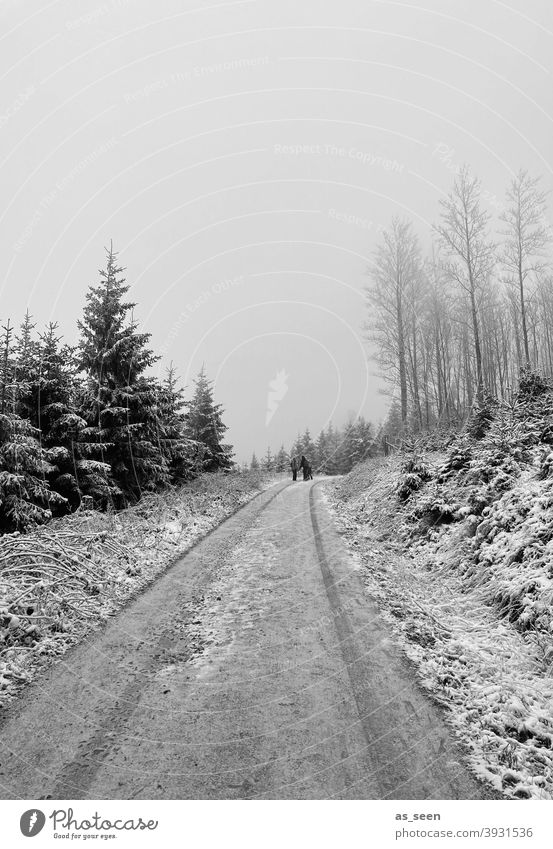 Snowy path Forest Winter Tree Cold Ice Frost Nature Exterior shot Landscape White Environment Weather Snowscape Climate Winter mood Fog Black & white photo