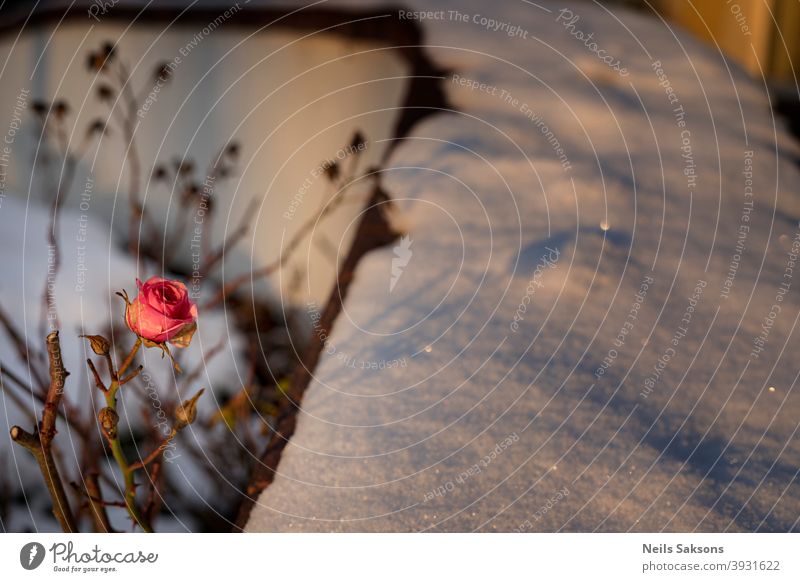 rose, shadow, snow in golden winter sunset light aging process autumn background board Christmas closeup cold concept copy space dead December display