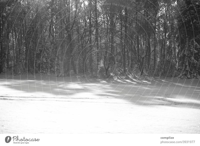 Black and white forest in winter - 1600 Snow Animal tracks Winter Powder snow White Walking Hiking outdoor Forest Cold pass somber Swabian Jura Winter forest