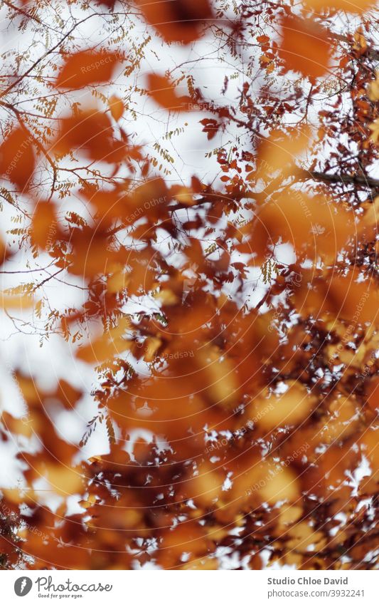 Golden Autumn leaves on a tree #autumn #herbst #nature #outdoors #winter #landschaft #erholung #hiking #landscape #abstract #freizeit #hobby #weekend