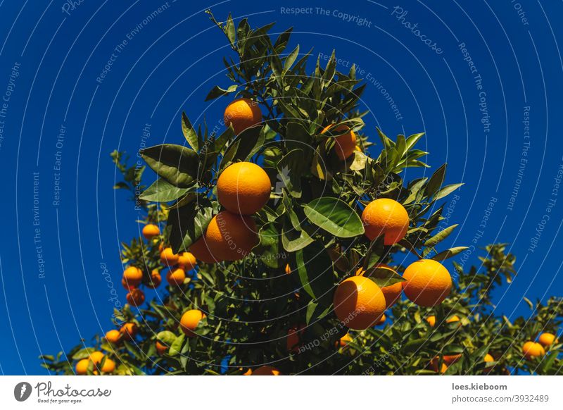Close up of an orange fruit tree on deep blue sunny sky in Spain natural citrus ripe spain agriculture food vitamin tangerine organic green nature branch summer