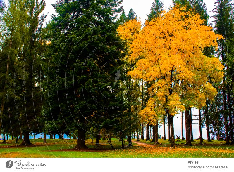autumn in Asiago one asiago vicenza europe italy plateau alps dream harmony horizontal mystery shine orange light mist oak leaves trees yellow blue color bright