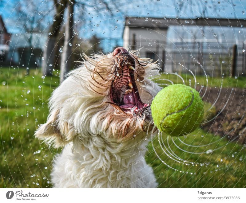 A close up of a tired and wet dog with its tongue sticking or lolling out  after chasing a tennis ball during a game of fetch Stock Photo - Alamy