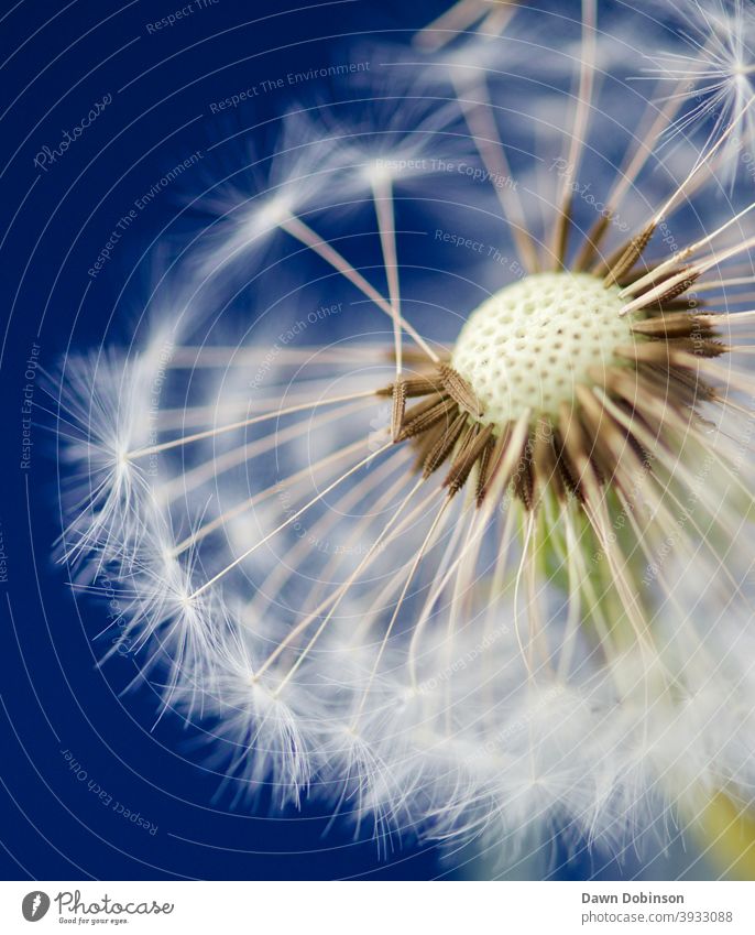 Closeup of a Dandelion Seed Head Summer Nature White Macro (Extreme close-up) Delicate Detail Spores Blue Background