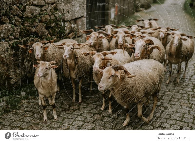 Group of sheeps Sheep Herd Farm animal Meadow Group of animals Exterior shot Flock Colour photo Animal Landscape Deserted Grass Day Wool Agriculture Lamb's wool