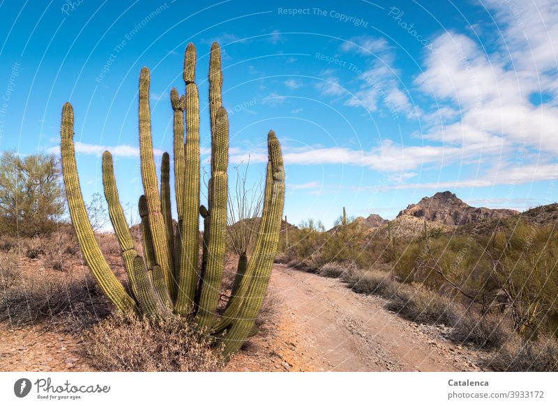 An Organ Pipe Cactus by the wayside in the desert Nature Desert Sonoran Desert cactus Plant Thorn Thorny Sand Dry Drought Bushes bushes off hiking trail Sky