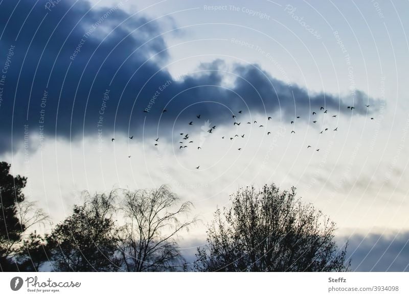 circling over the trees one more time before it gets dark birds Flock of birds melancholically Flight of the birds flock of birds bird migration flying birds