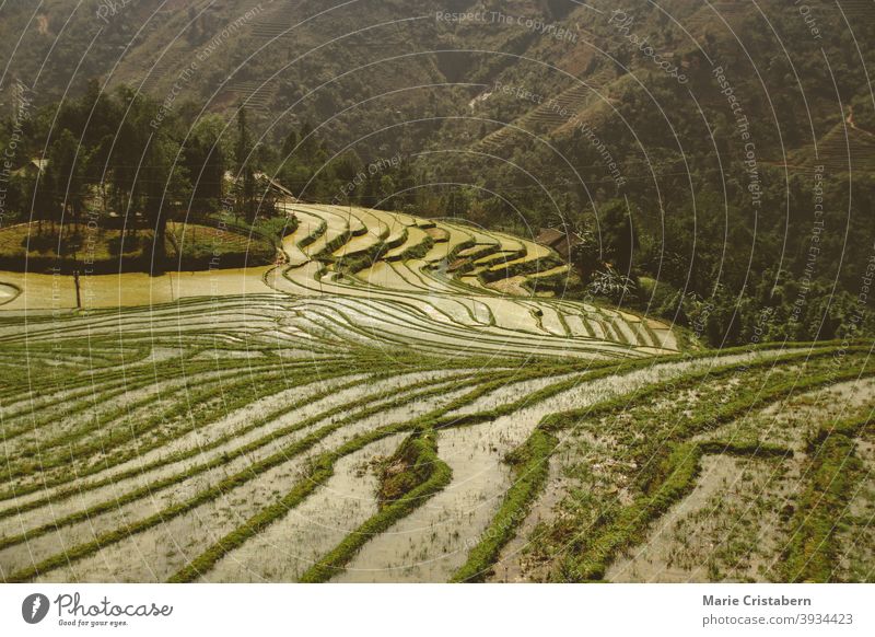 Beautiful scenic view of traditional terraced rice paddy in Sa pa, Vietnam rice terraces sa pa vietnam vietnamese countryside agriculture livelihood farming