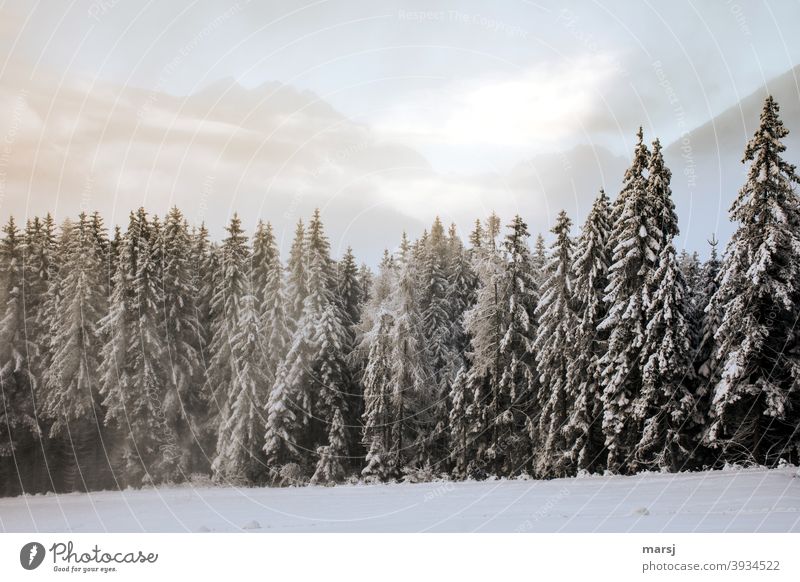 Winter forest with mountains in the background Winter's day Winter mood Winter magic winter Snow Cold Nature Spruce forest Landscape Frost Winter vacation White