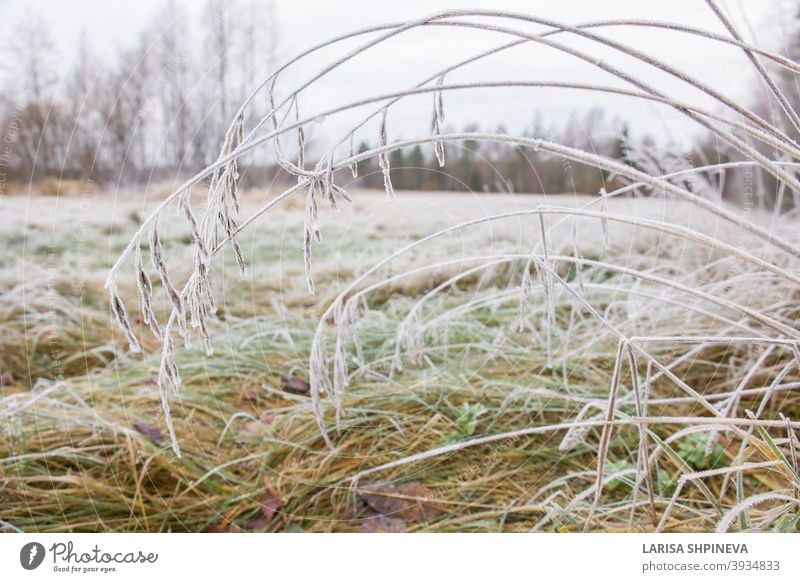 Froze lush green grass with ice crystals on natural blurry background. Natural landscape in winter. Fog with tender bokeh. Close-up, copy space nature plant