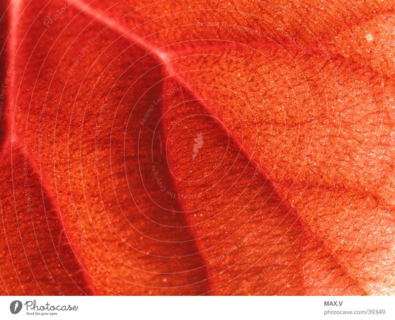 leaf veins Red Brown Vessel Leaf Hair and hairstyles Detail
