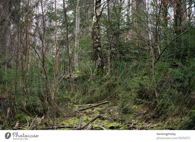 Mixed forest with birch and spruce, deadwood and mosses. Scene tribes clearing Adventure Calm slope Coniferous forest fir forest Harmonious Environment Plant