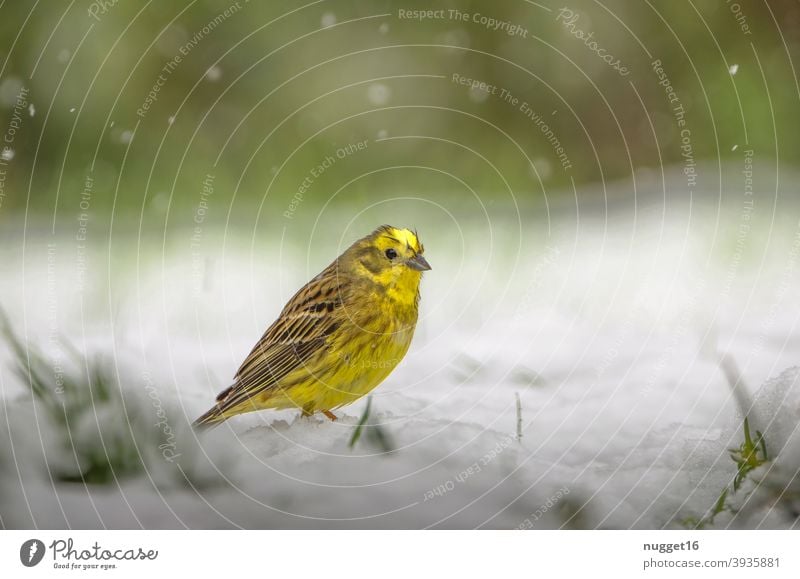 Yellowhammer in the snow Nature Animal Exterior shot Colour photo 1 Wild animal Animal portrait Environment naturally Day Deserted Shallow depth of field