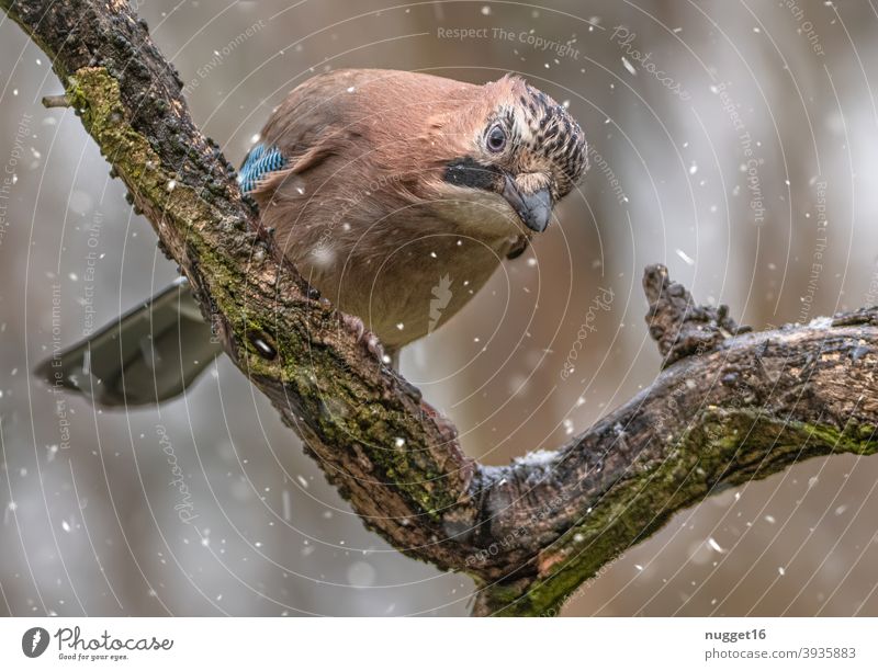 Jay on branch Bird Nature Animal Exterior shot Colour photo 1 Wild animal Animal portrait Environment naturally Day Deserted Shallow depth of field Full-length