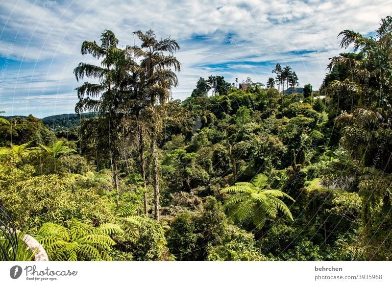 In the rainforest Wanderlust Tree Virgin forest Malaya Vacation & Travel Landscape Green Environmental protection Far-off places Climate Climate change Plant