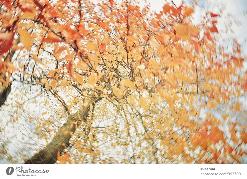 for a change Environment Nature Air Sky Autumn Climate Tree Orange Tree trunk Branch Leaf Rotate Political movements Motion blur Colour photo Exterior shot
