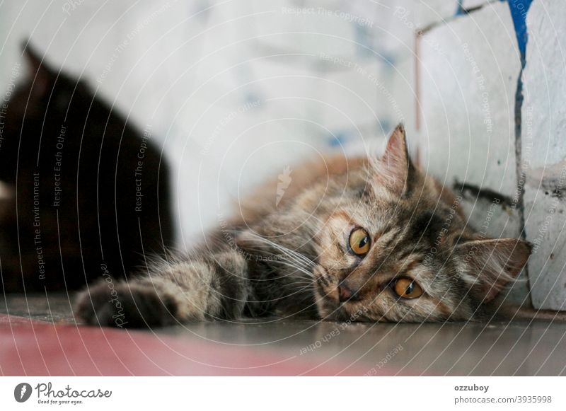 portrait of cat lyingdown on the floor Cat Animal Animal portrait Domestic cat Pet Cat eyes Animal face Looking Cat's head Whisker Mammal Eyes Watchfulness 1