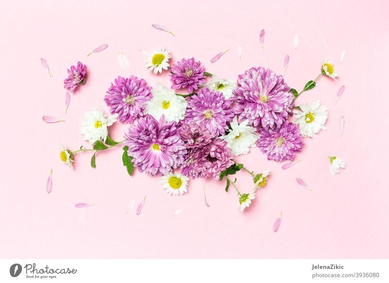 Creative layout made with white and violet flowers on pastel pink  background - a Royalty Free Stock Photo from Photocase