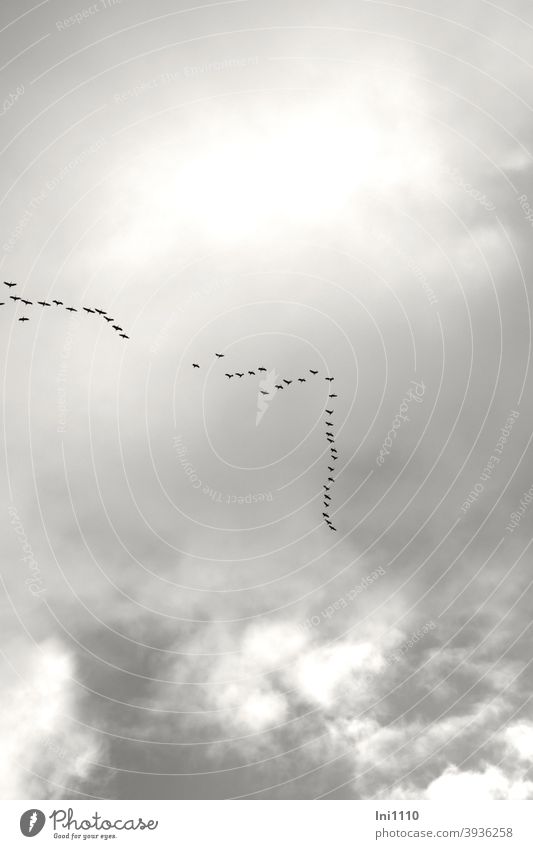 flying cranes in the grey sky Cranes in the sky Bird Migratory bird Formation Clouds Journey to the south Late December instinct fascination cooperate