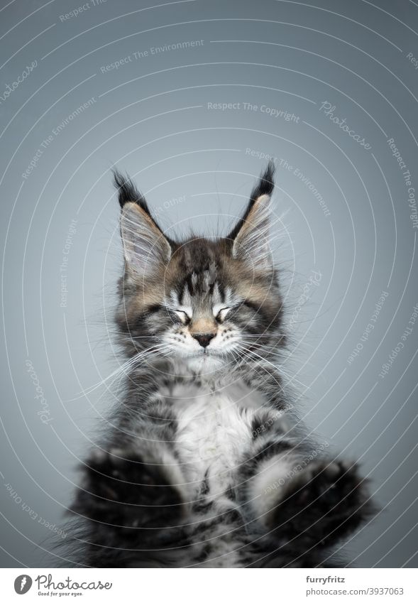 cute maine coon kitten standing on glass table eyes closed cat purebred cat pets maine coon cat fur fluffy feline adorable beautiful one animal bottom view