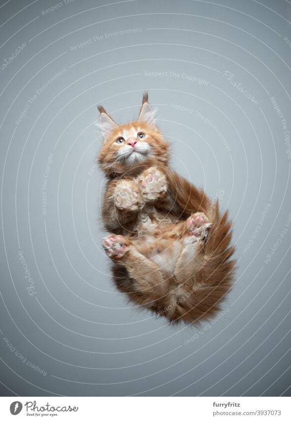 cute maine coon kitten bottom view sitting on glass table cat purebred cat pets maine coon cat fur fluffy feline adorable beautiful one animal copy space paws